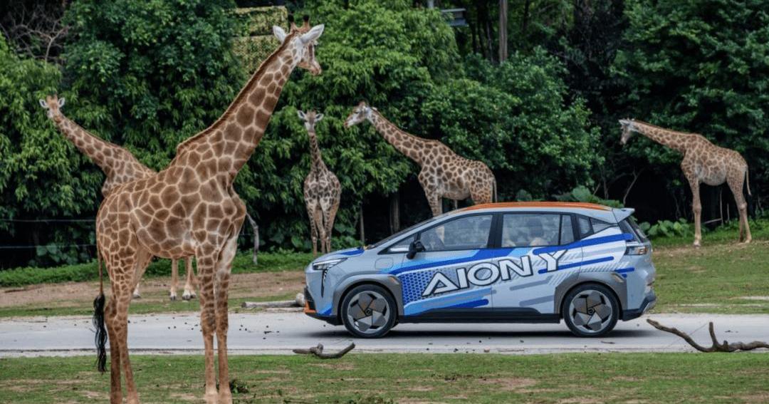 AION Y, Ian, MINI, Euler good cat, Euler 