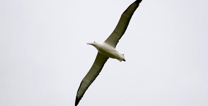 Audi, Audi A8, Beijing, Century, Geely Automobile