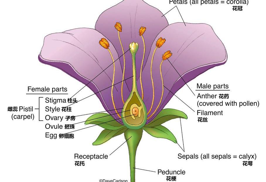 豐田,卡羅拉,大眾,一汽,世紀